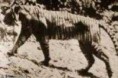 /album/hagamos-algo/tigre-de-java-jpg/